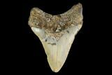 Fossil Megalodon Tooth - North Carolina #149390-1